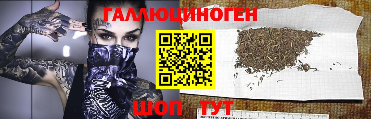 Псилоцибиновые грибы Psilocybe  Вход с VPN  Гай 